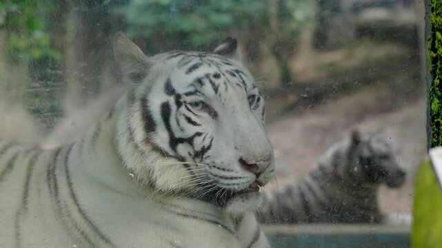 4K TIGRE BLANCO