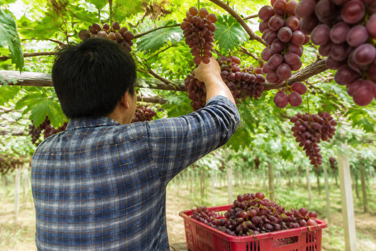 Asian Male Farmer Harvesting Ripe Red Grapes from Overhead Trellis