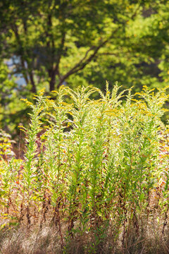 Goldenrod Wildflowers Backlit at Golden Hour with Copy Space