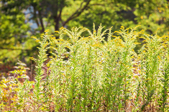 Goldenrod Wildflowers Backlit at Golden Hour with Copy Space