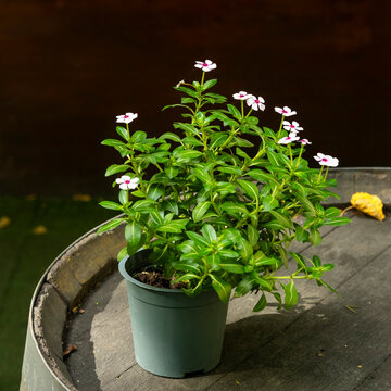 Flowering plant with small white flowers in a green plastic pot resting on a wooden surface. Catharanthus roseus
