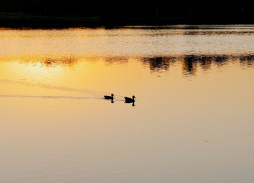Silhouetted ducks swimming across a peaceful suburban park lake during a vibrant golden hour sunset, reflecting tranquility serene urban wildlife