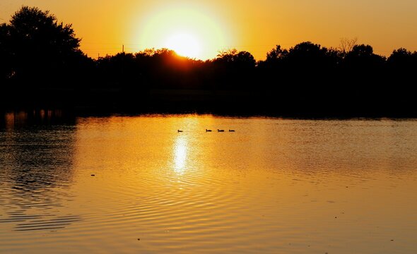 Silhouetted ducks swimming across a peaceful suburban park lake during a vibrant golden hour sunset, reflecting tranquility serene urban wildlife