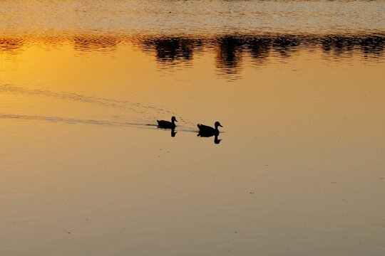 Silhouetted ducks swimming across a peaceful suburban park lake during a vibrant golden hour sunset, reflecting tranquility serene urban wildlife