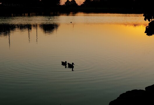 Silhouetted ducks swimming across a peaceful suburban park lake during a vibrant golden hour sunset, reflecting tranquility serene urban wildlife