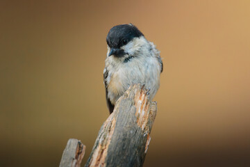 Coal tit perched on slender branch at Pow Hill Country Park, County Durham, captured in crisp natural light during 2026 wildlife survey © Neil_Benison_Photos
