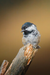 Coal tit perched on slender branch at Pow Hill Country Park, County Durham, captured in crisp natural light during 2026 wildlife survey © Neil_Benison_Photos