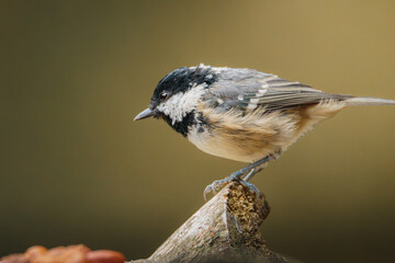 Coal tit perched on slender branch at Pow Hill Country Park, County Durham, captured in crisp natural light during 2026 wildlife survey © Neil_Benison_Photos