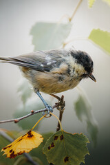 Coal tit perched on slender branch at Pow Hill Country Park, County Durham, captured in crisp natural light during 2026 wildlife survey © Neil_Benison_Photos