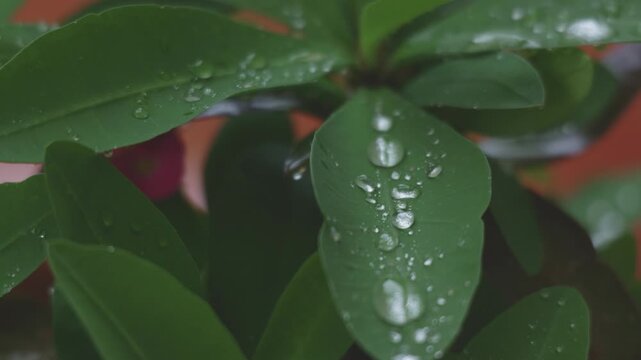 Raindrops dripping on green plant leaves