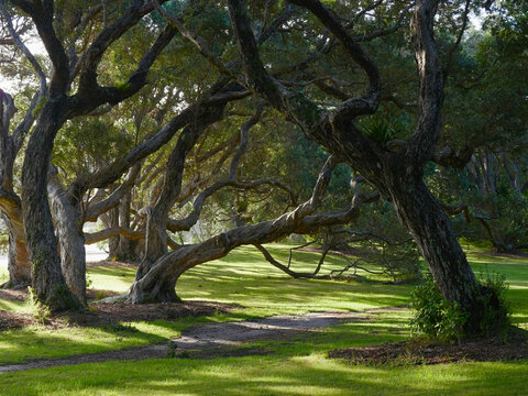 Ancient pohutukawa trees, Metrosideros excelsa, with sprawling twisted trunks in a park setting at Wenderholm Regional Park, Auckland, New Zealand.