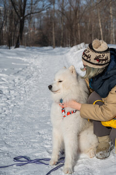 Young woman walking with fluffy samoyed dog in snowy winter park. 