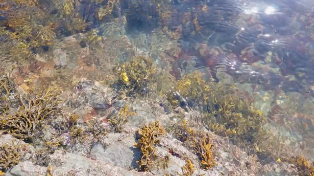 Clear water flows over rocks and seaweed on the shoreline of Fowey River, Cornwall. Sunlight glints on the waters surface, creating dappled patterns on the seabed. 