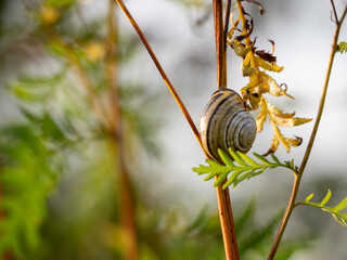 Snail with a striped shell rests on a fern leaf © Dennis