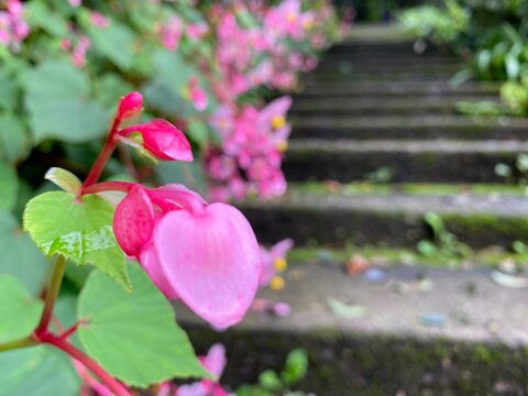 苔むした石段を背景に咲くピンク色の花