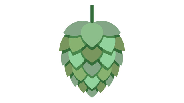 Single green hop cone isolated on white.