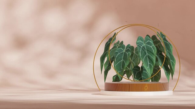anthurium house plant white pink wall in 3d render footage of blank space wood cylinder podium looping seamless shadow animation