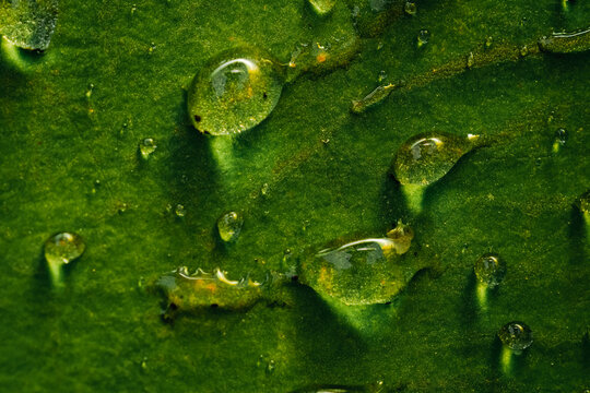 Close-up of green leaf with water droplets. Macro shot of plant cell texture. Freshness, detail, vitality, hydration. Nature, ecology, biology, science concept.