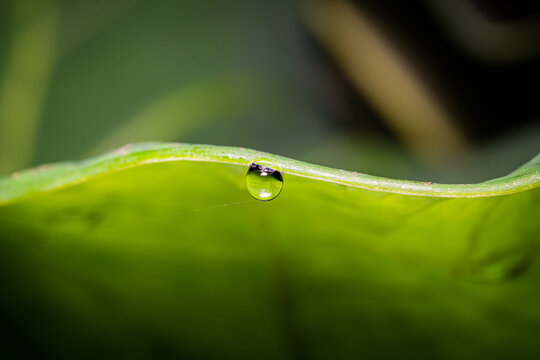 Close-up of green leaf with water droplets. Macro shot of plant cell texture. Freshness, detail, vitality, hydration. Nature, ecology, biology, science concept.