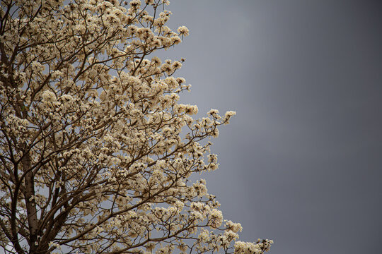 Detalhe de um lindo ipe branco florido com o c&eacute;u nublado ao fundo.