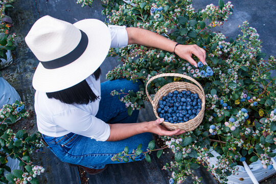 Female farmer harvesting blueberries