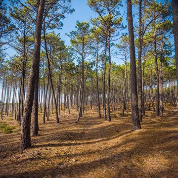 Sunlit pathway through a pine forest