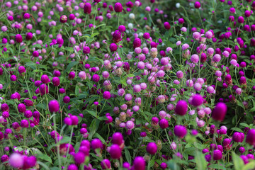 Obraz premium Vibrant Purple Globe Amaranth Flowers Natural Botanical Background