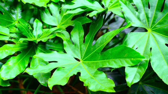 Fatsia japonica, Japanese fatsia, Paperplant ,Glossy-leaf paperplant, formosa rice tree,paper plant,false caster oil plant,fig leaf palm,japanese aralia