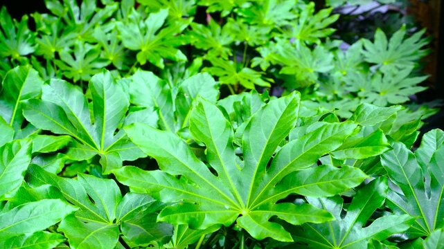 Fatsia japonica, Japanese fatsia, Paperplant ,Glossy-leaf paperplant, formosa rice tree,paper plant,false caster oil plant,fig leaf palm,japanese aralia