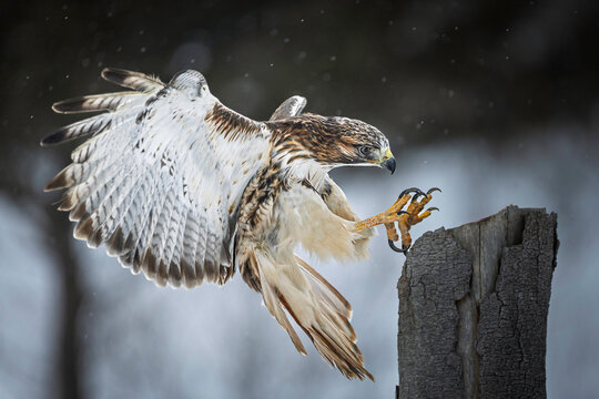 Red-tailed hawk (Buteo jamaicensis) spreading wings and striking talons while landing on a wooden post in Ontario, Canada.