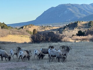 Fototapeta premium Large bighorn sheep herd