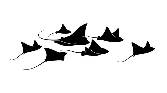 School of stingrays silhouette swimming in formation on white background