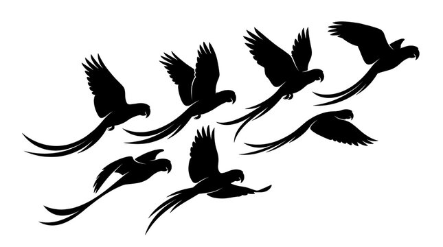 Tropical parrot silhouettes group in flight