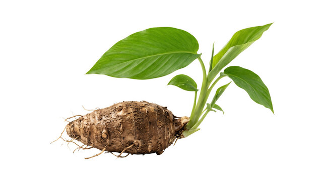 Taro root with fresh green leaves growing from tuber.