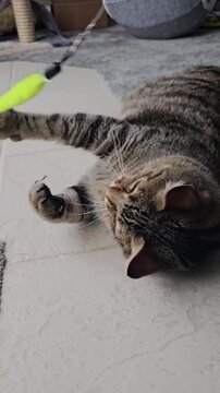 Cute cat playing with fuzzy toy on string and rolling over vertical video