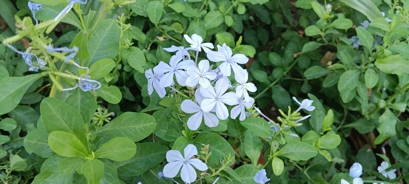 plant and flower Plumbago auriculata, also known as the Cape leadwort,blue plumbago or Cape plumbago
