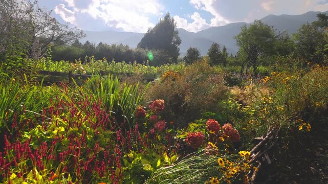 Colorful flower garden with mountain backdrop