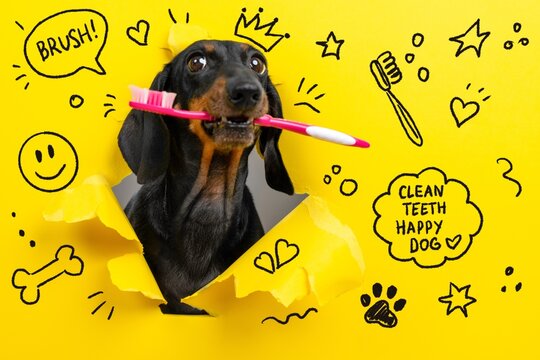 A black and tan dachshund dog breaks through torn yellow paper holding a pink toothbrush in its mouth, surrounded by doodles promoting a concept of pet dental care.