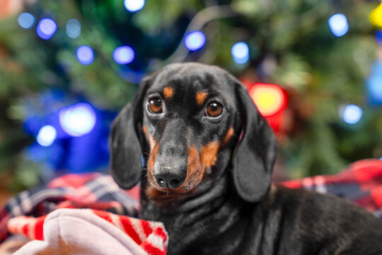 A black and tan dachshund dog looks straight into the camera from a red plaid fleece blanket in front of blue and red bokeh lights, a warm concept of animal companionship at home.