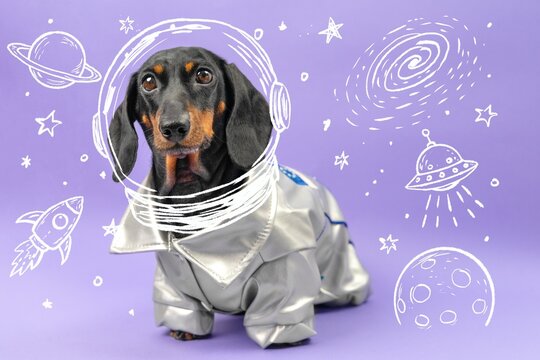 A black and tan dachshund dog wears a silver astronaut costume with a doodled helmet, surrounded by drawn planets, rockets and stars on a purple backdrop, a playful concept of space exploration.
