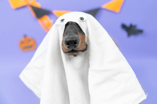 A black and tan dachshund dog pokes its snout through a white sheet with plastic googly eyes, surrounded by paper bats, a pumpkin cutout and bunting, an easy last minute costume idea.
