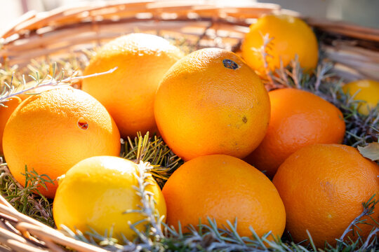 A cluster of fresh oranges and a lemon rest in a woven basket lined with pine sprigs, showcasing seasonal citrus harvest for a healthy diet concept.