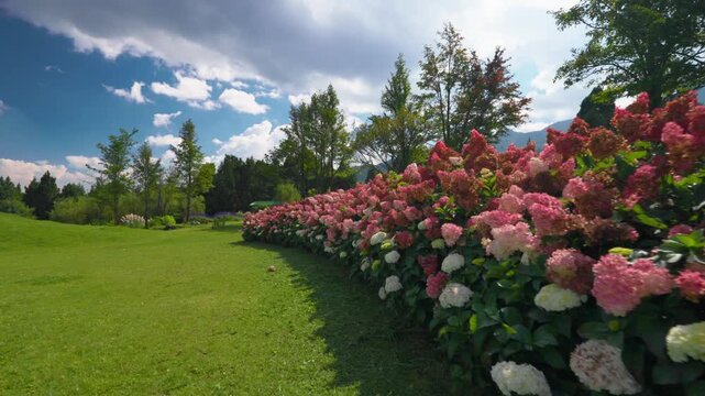 Row of blooming hydrangeas in green meadow