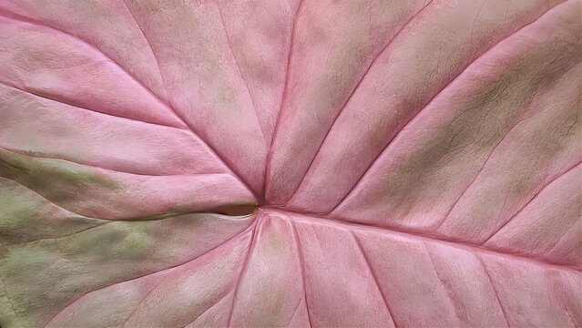 red leaf texture