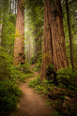 Obraz premium James Irvine Trail Swirves Through Multiple Giant Redwoods In Redwood