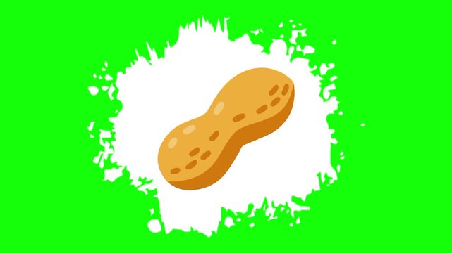 A peanut on animated white brush paint template icon, groundnut sign and food symbol. Colorful cartoon vector animation, motion graphic video footage. Isolated green screen background