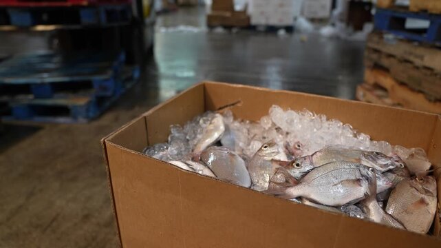 Fresh raw clams displayed inside a white container at a local market, showcasing high quality seafood ready for culinary preparation.
