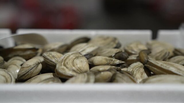 Fresh raw clams displayed inside a white container at a local market, showcasing high quality seafood ready for culinary preparation.
