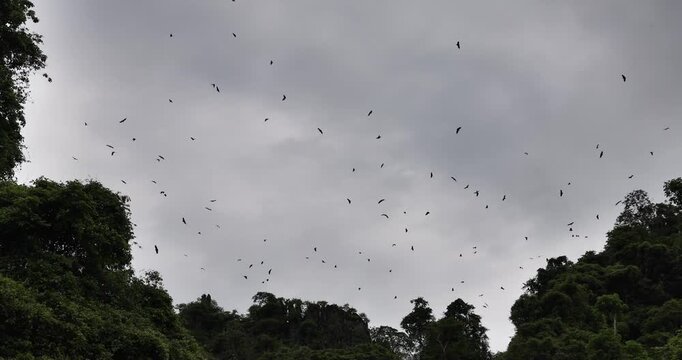 A large swarm of bats flying out of a cave at the mountain peak, taken at sunset.