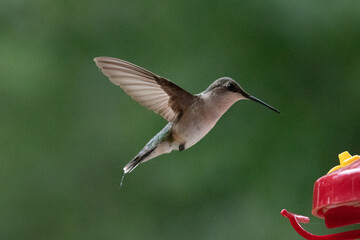hummingbird in flight © Daniel